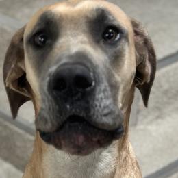 Great Danes from A Rowe of Danes