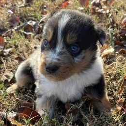 Australian Shepherds from Russell Brothers Farms