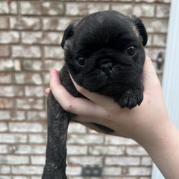 Igor - Brindle male Pug puppy in Bethel, Ohio from House of Briggs Pugs