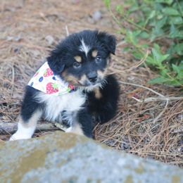 Australian Shepherd, Miniature American Shepherd, Miniature Australian Shepherd, and Toy Australian Shepherd Puppies from TK Standard, Mini, & Toy Aussies