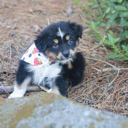 Australian Shepherd, Miniature American Shepherd, Miniature Australian Shepherd, and Toy Australian Shepherd Puppies from TK Standard, Mini, & Toy Aussies