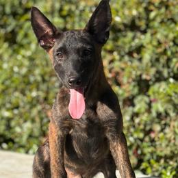 Tiger - Black brindle male Dutch Shepherd puppy in San Jose, California from Brandon's Dutch Shepherds
