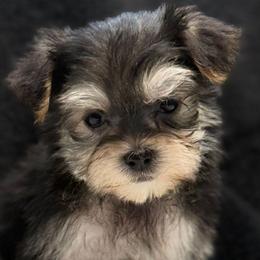 Tehla - Black and tan female Yorkipoo puppy in Lebanon, Kentucky from Mosaic Merle Doodles