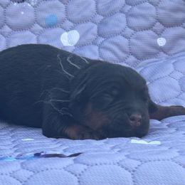 White - Black and mahogany male Rottweiler puppy in Crothersville, Indiana from The Solid Rock Kennel