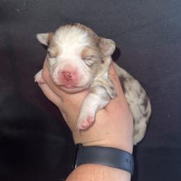 Rubble - Red merle male Miniature Australian Shepherd puppy in Liberty, Mississippi from Liberty Oaks Aussies and Dachshunds