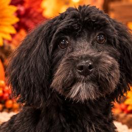 Morkies from Aubrea Marquez
