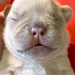 French Bulldog Puppies from Fav Frenchie Boutique Frenchies
