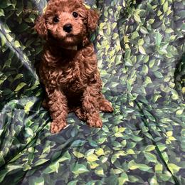 Poodle Puppies from Firebird Toy Poodles