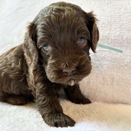 Stoick - Brown male Cockapoo puppy in Adrian, Oregon from ApplebyFarm