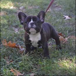 French Bulldog Puppies from Fancibul French Bulldogs