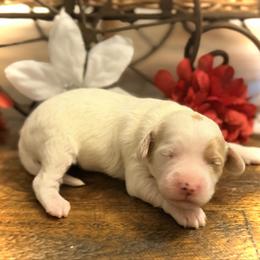 Snow White - Parti female Goldendoodle puppy in Bradenton, Florida from Christianna’s Mini Goldendoodles