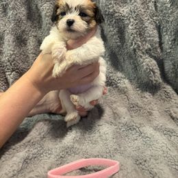 Sophie - Brown and white female Shichon puppy in Onawa, Iowa from Parico Puppies