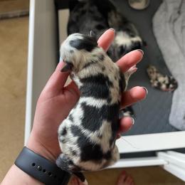 Girl 4 - Blue merle female Miniature Australian Shepherd puppy in Fort Collins, Colorado from Basil’s Sweet Creatures