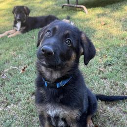 Blue collar boy - Black and red male German Shepherd puppy in Mc Donough, Georgia from Barick German Shepherds