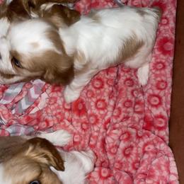 Cavalier King Charles Spaniel Puppies from Cassie’s Cavaliers