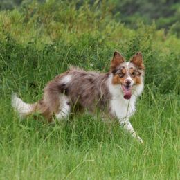 Pepper - Border Collie