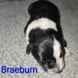 Braeburn - White ticked male Border Collie puppy in Gaffney, South Carolina from On the Lamb