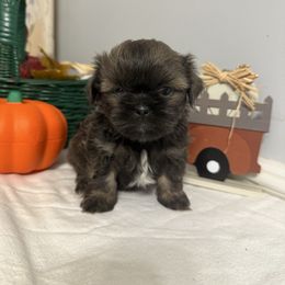 Buffy - Blue female Shih Tzu puppy in Boiling Springs, South Carolina from Sherry Whiteside's Shih Tzus