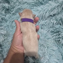 Yukon - Gold and white male Shih Tzu puppy in Florida from 1st Passion Shih Tzus