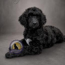 Cartwright's Joanna of the Empty Tomb - Black female Poodle puppy in Albany, Kentucky from Impressive Cartwright Standards