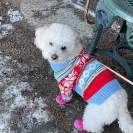 Chloe - Poodle