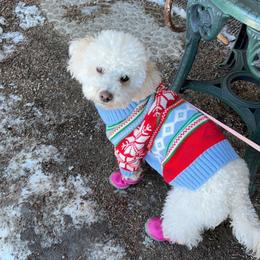 Chloe - Poodle