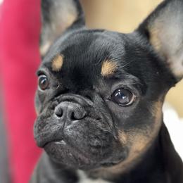 Raven - French Bulldog