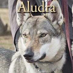 Aludra - Czechoslovakian Vlcak