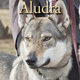 Aludra - Czechoslovakian Vlcak