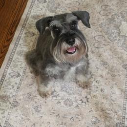 Schnickers - Salt and pepper female Miniature Schnauzer puppy in Piedmont, Oklahoma from J&K's Miniature Schnauzers