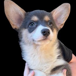 Martha of Transylvania - Gray and white female American Corgi puppy in Grants Pass, Oregon from KnR Antler Dogs ~ Labrador Retrievers & Corgis