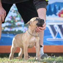 Darker fawn girl - Fawn female Perro de Presa Canario puppy in Leitchfield, Kentucky from Rey Gladiador Presa Canario