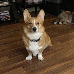 Archie - American Corgi