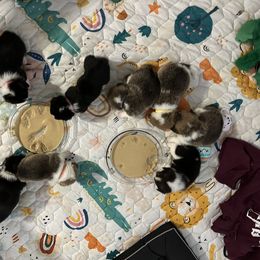 Pembroke Welsh Corgi Puppies from Temperance Farm Corgis