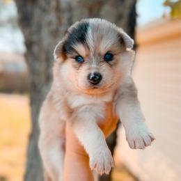 Phoenix - Merle male Pomsky puppy in Cleveland, Ohio from Lake Point Pomskies