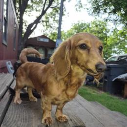Vienna - Dachshund