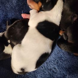 Daisy - Piebald female Dachshund puppy in Cedarcreek, Missouri from Cedarcreek Dachshunds