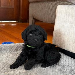 Sven - Black male Bernedoodle puppy in Constableville, New York from Zehr’s Labradoodles & Bernedoodles