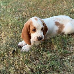 Tiny Tina - Red and white female Basset Hound puppy in Pilot Point, Texas from Texas Rose Basset’s