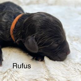 Rufus - Chocolate male Goldendoodle puppy in New Ringgold, Pennsylvania from Hawk Mountain Doodles
