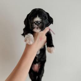 Debbie. - Black and white female Sheepadoodle puppy in Wabash, Indiana from DOODCompany