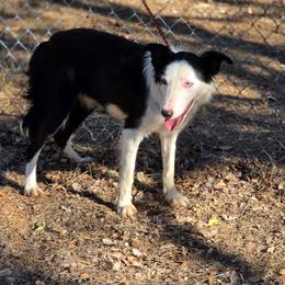 Sky - Black and white female Border Collie puppy in Red Bluff, California from 3R Ranch / Australian cattle dogs