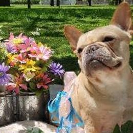 Boxers and French Bulldogs from Cinergy Boxers and French Bulldogs