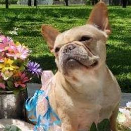 Boxers and French Bulldogs from Cinergy Boxers and French Bulldogs