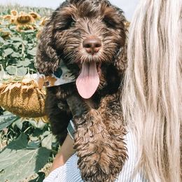 Zeppelin - Australian Labradoodle