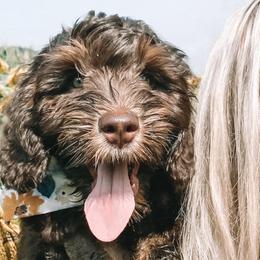 Zeppelin - Australian Labradoodle