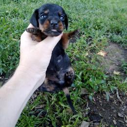 Trapper - Black and tan male Dachshund puppy in Brave, Pennsylvania from Maple Moon Mini Dachshunds