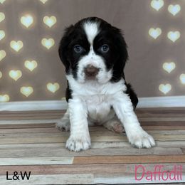 Daffodil - English Springer Spaniel puppy in Pine Island, Minnesota from Country Breeze Springer Spaniels