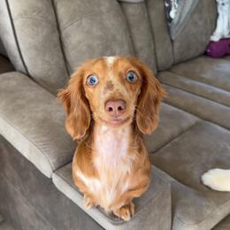 Gretchen - Dachshund