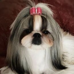 Cocker Spaniels and Shih Tzus from Tru-Luv Cockers & Shih Tzu